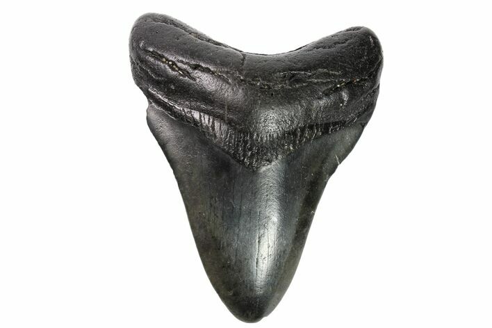 Fossil Megalodon Tooth - Georgia #151501